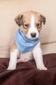 BARTOLO