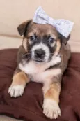 FIONA