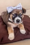 FIONA