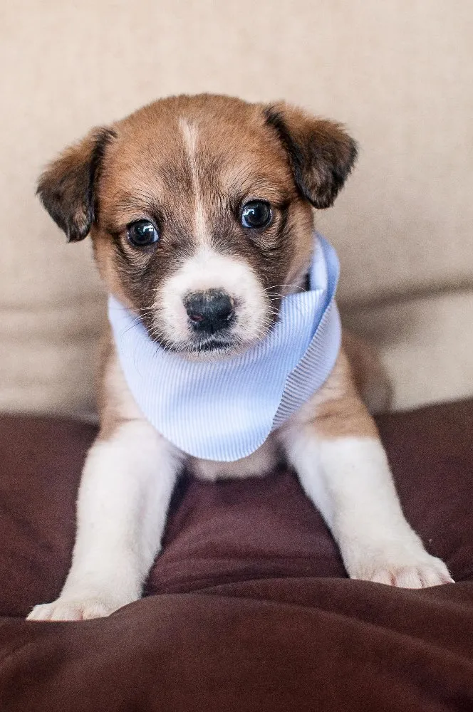 Cachorro ra a SRD idade Abaixo de 2 meses nome THEO