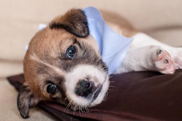 Cachorro ra a SRD idade Abaixo de 2 meses nome THEO