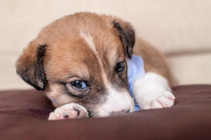 Cachorro ra a SRD idade Abaixo de 2 meses nome THEO