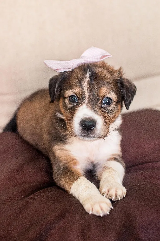 Cachorro ra a SRD idade Abaixo de 2 meses nome BRIGITE