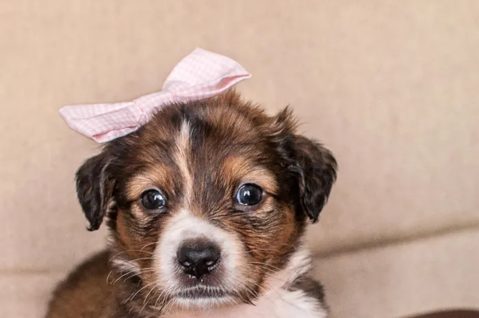 Cachorro ra a SRD idade Abaixo de 2 meses nome BRIGITE