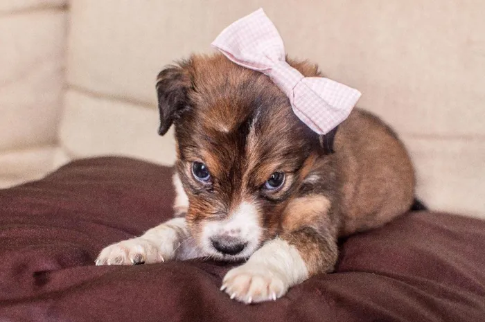Cachorro ra a SRD idade Abaixo de 2 meses nome BRIGITE