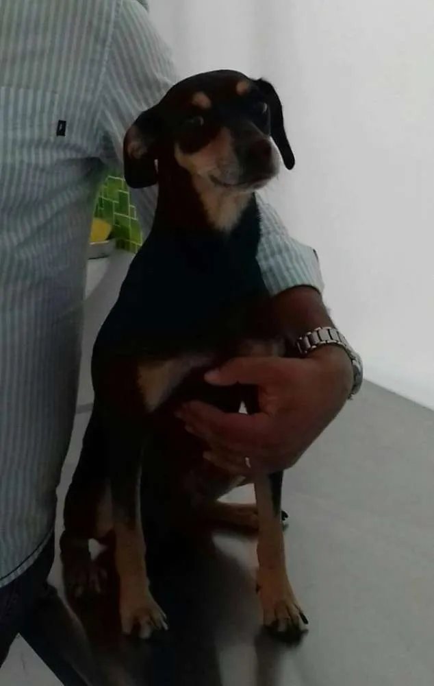 Cachorro ra a  idade 1 ano nome Sem nome