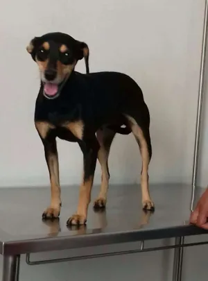 Cachorro raça  idade 1 ano nome Sem nome