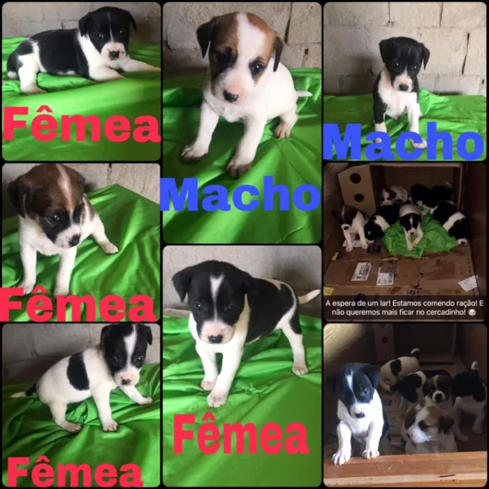 Cachorro ra a Raça Indefinida  idade 2 a 6 meses nome nao possui nome 