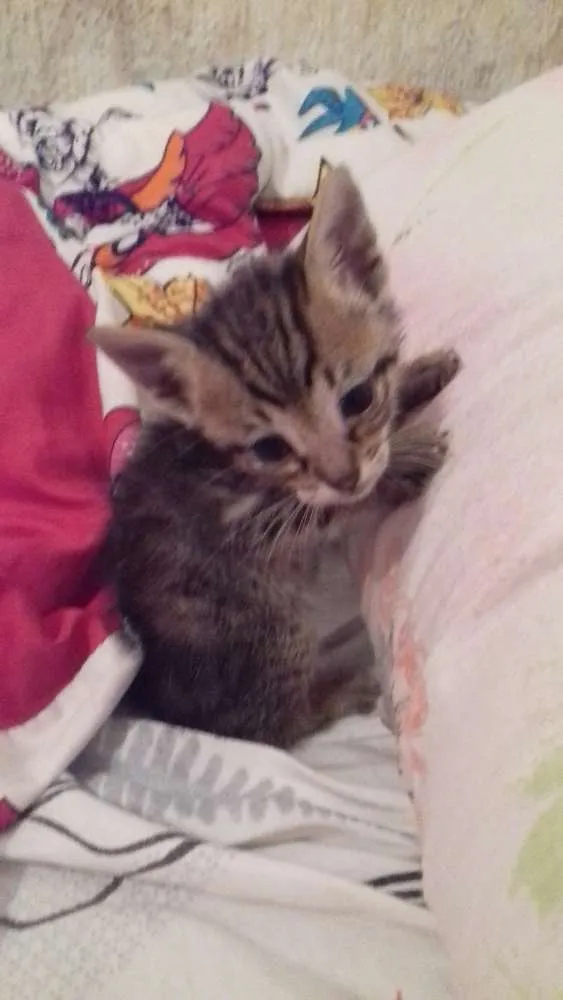 Gato ra a  idade 2 a 6 meses nome ADOTE
