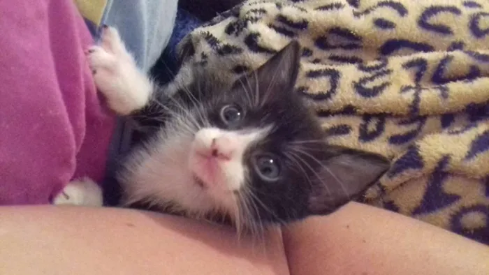 Gato ra a  idade 2 a 6 meses nome ADOTE