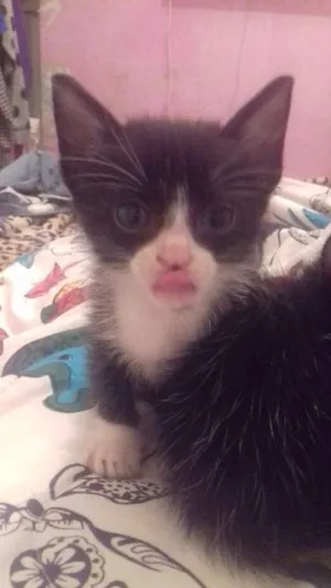 Gato raça  idade 2 a 6 meses nome ADOTE