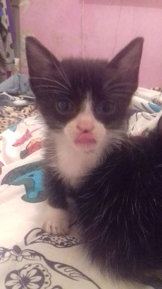 Gato ra a  idade 2 a 6 meses nome ADOTE