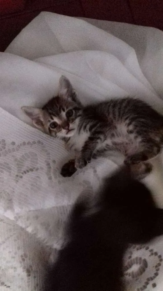 Gato ra a  idade 2 a 6 meses nome ADOTE