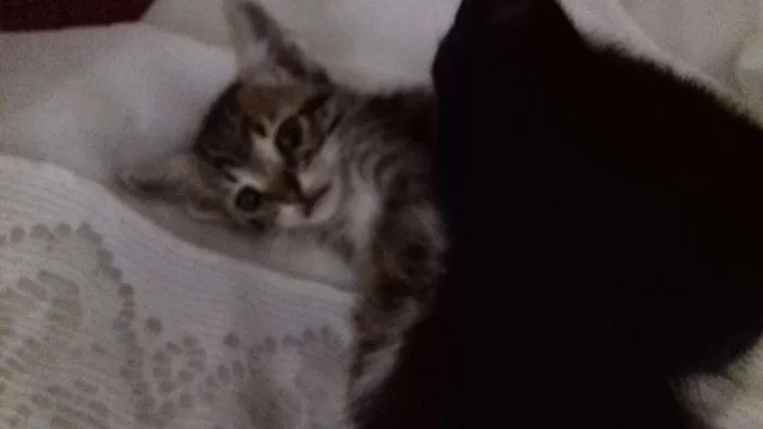 Gato ra a  idade 2 a 6 meses nome ADOTE
