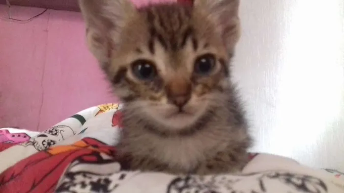 Gato ra a  idade 2 a 6 meses nome ADOTE