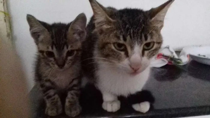 Gato ra a  idade 2 a 6 meses nome ADOTE