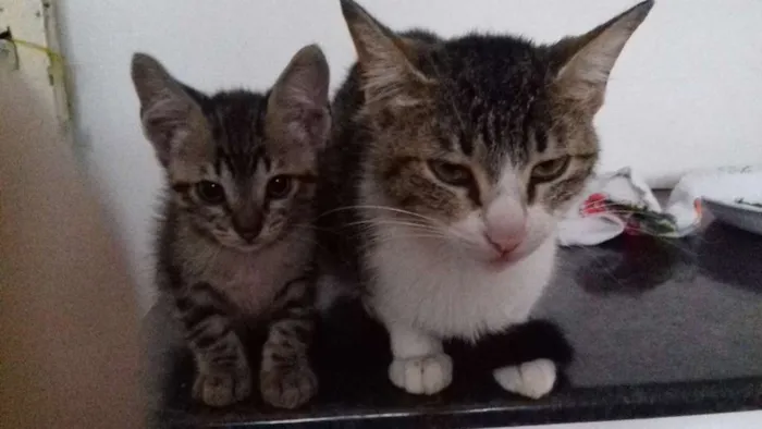 Gato ra a  idade 2 a 6 meses nome ADOTE