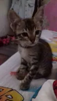 ADOTE