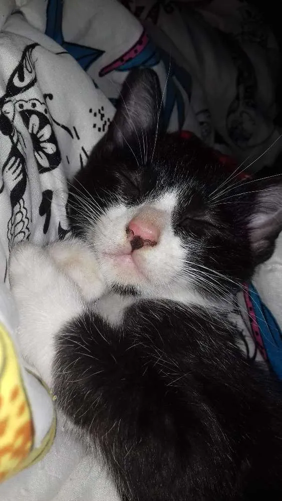 Gato ra a  idade 2 a 6 meses nome ADOTE