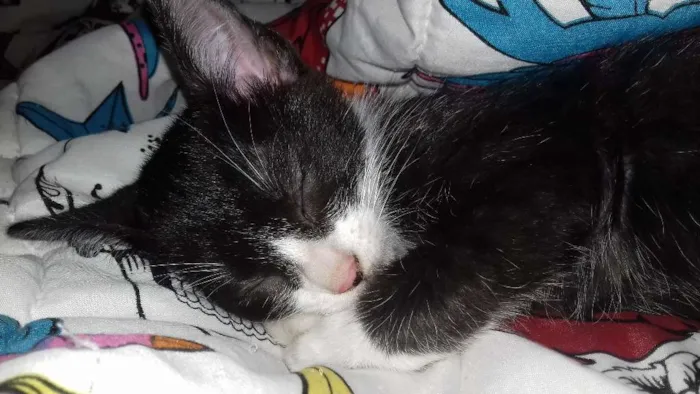 Gato ra a  idade 2 a 6 meses nome ADOTE