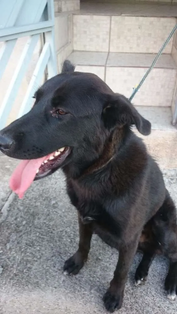 Cachorro ra a SRD idade  nome Sem nome