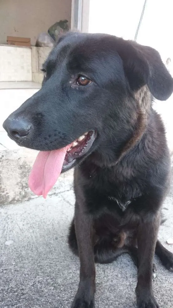 Cachorro ra a SRD idade  nome Sem nome