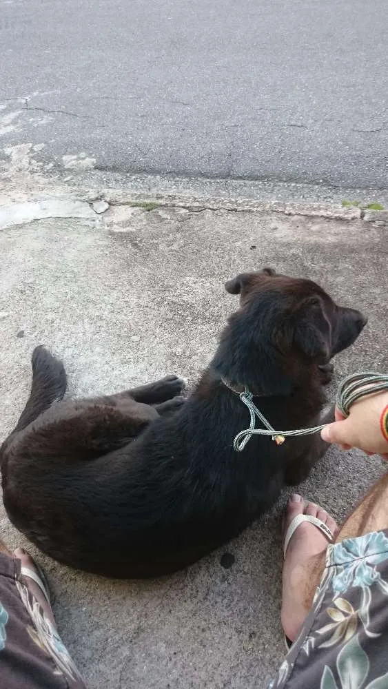 Cachorro ra a SRD idade  nome Sem nome