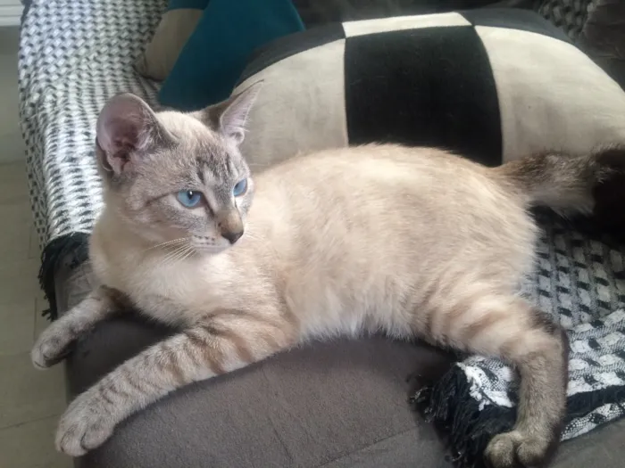 Gato ra a  idade 2 a 6 meses nome lilika 