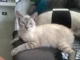 lilika 