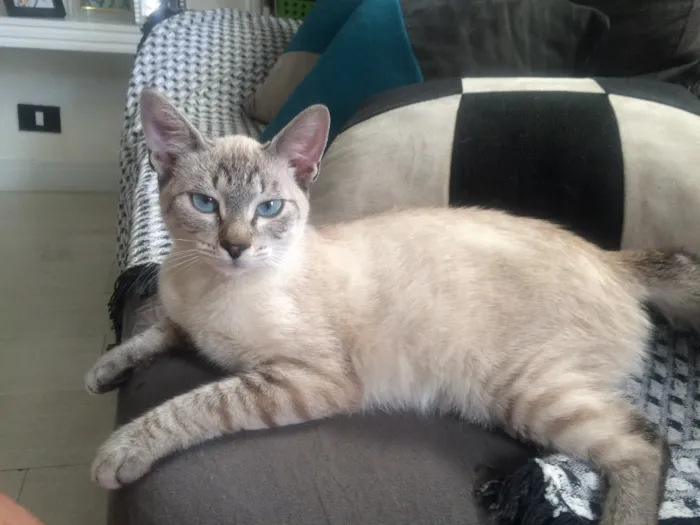 Gato ra a  idade 2 a 6 meses nome lilika 