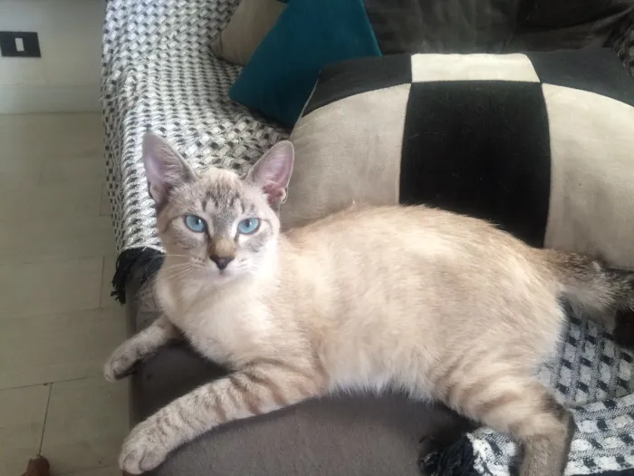 Gato ra a  idade 2 a 6 meses nome lilika 