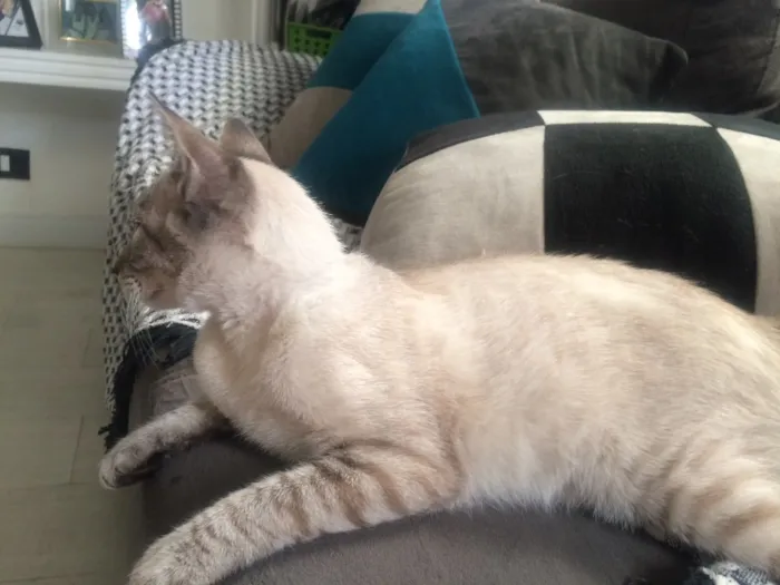 Gato ra a  idade 2 a 6 meses nome lilika 