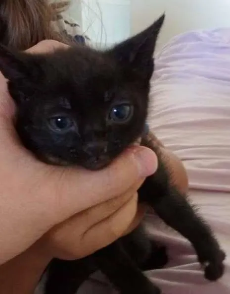 Gato ra a  idade Abaixo de 2 meses nome Não possui