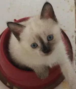 Gato raça  idade Abaixo de 2 meses nome Não possui