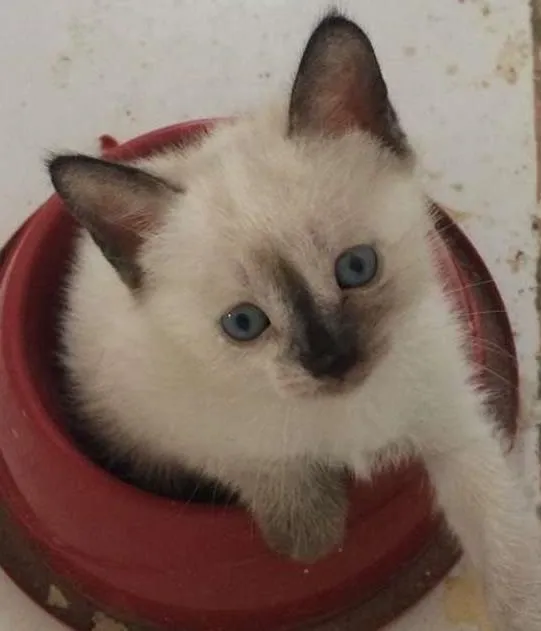 Gato ra a  idade Abaixo de 2 meses nome Não possui