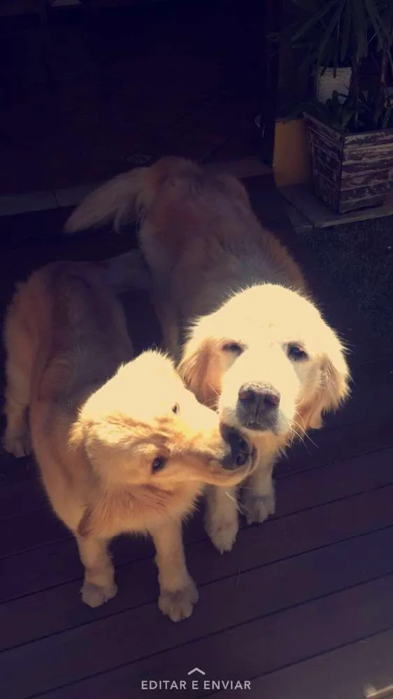 Cachorro raça Golden retrieve idade 3 anos nome Justin