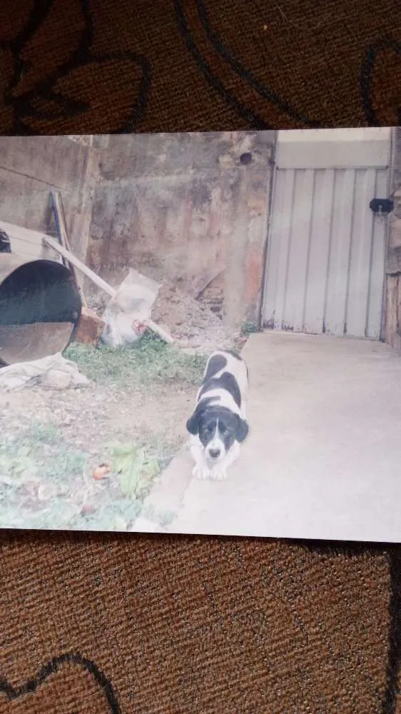 Cachorro ra a SRD idade 6 ou mais anos nome Pepeto GRATIFICA