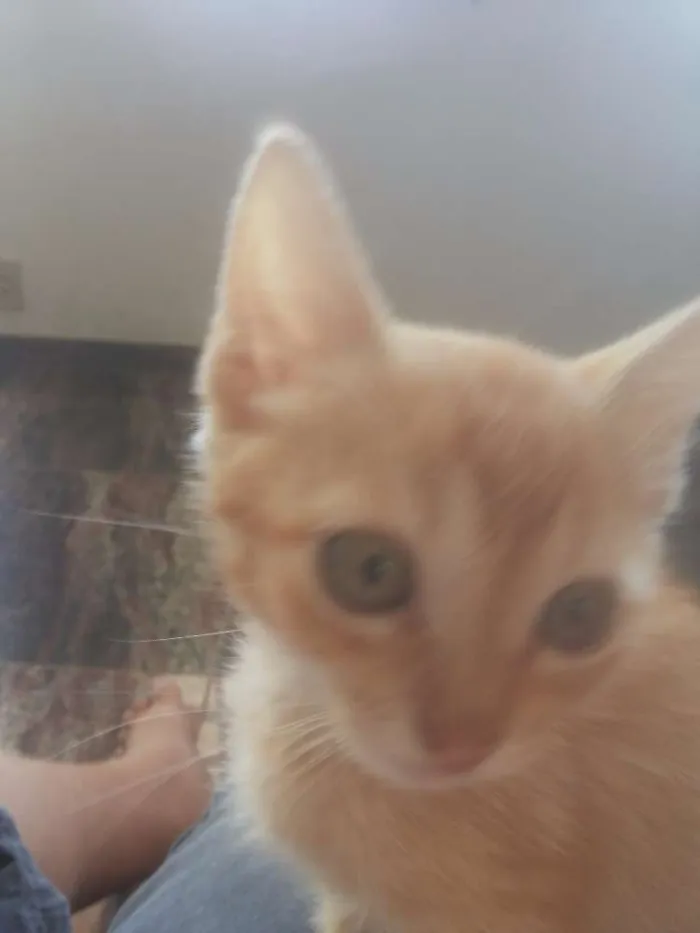 Gato raça  idade Abaixo de 2 meses nome nao tem