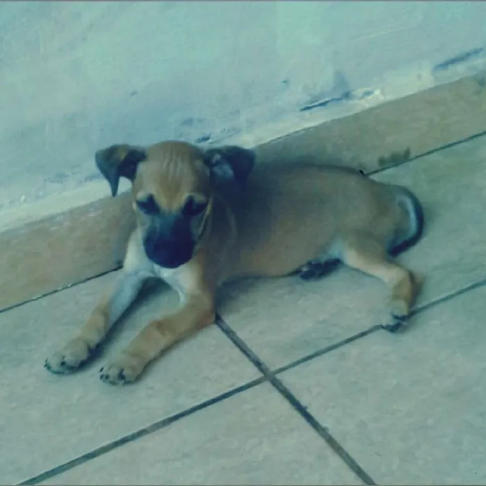 Cachorro ra a picher misturado idade 2 a 6 meses nome sapeca