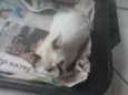 nao tem