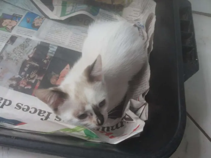 Gato raça  idade Abaixo de 2 meses nome nao tem
