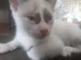 nao tem