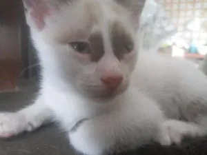 Gato raça  idade Abaixo de 2 meses nome nao tem
