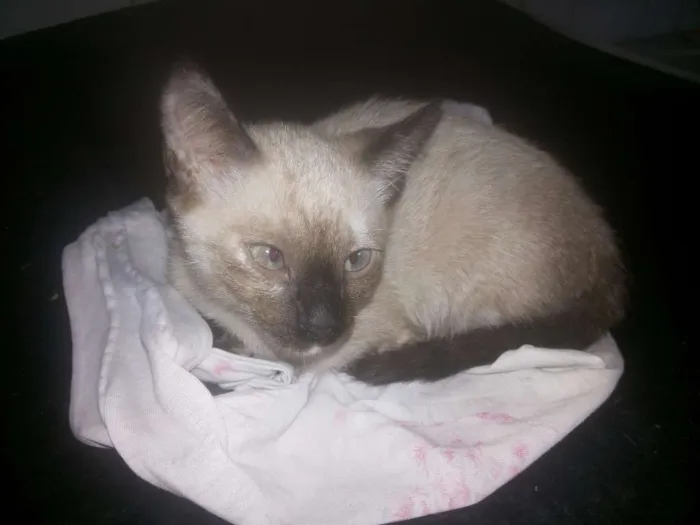Gato raça  idade Abaixo de 2 meses nome nao tem