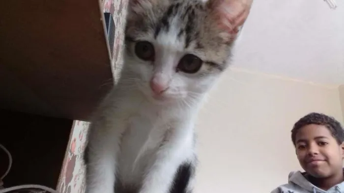 Gato ra a não sei idade 2 a 6 meses nome Amora