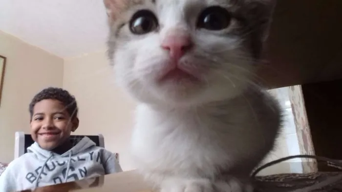 Gato ra a não sei idade 2 a 6 meses nome Amora