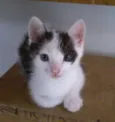 Rodolfo