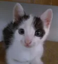 Rodolfo