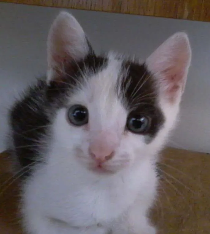 Gato raça SRD idade Abaixo de 2 meses nome Rodolfo