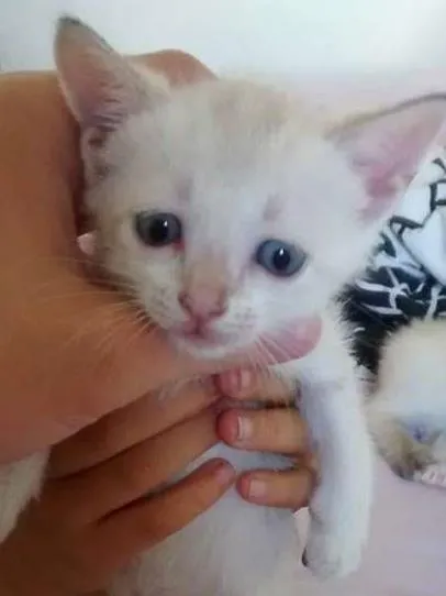 Gato ra a  idade Abaixo de 2 meses nome Não possui